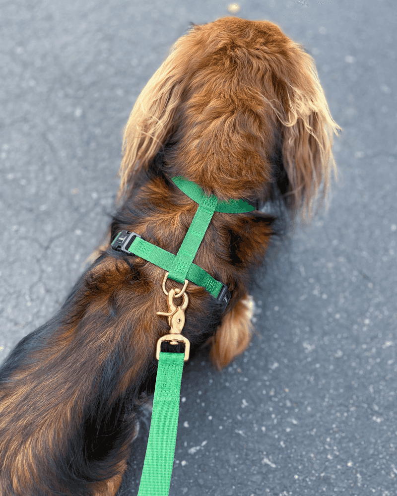 Multi-Function Dog Harness