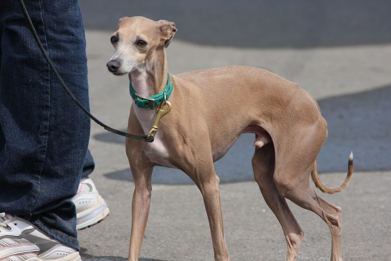 These 15 dog breeds want nothing to do with water 6 Greyhound