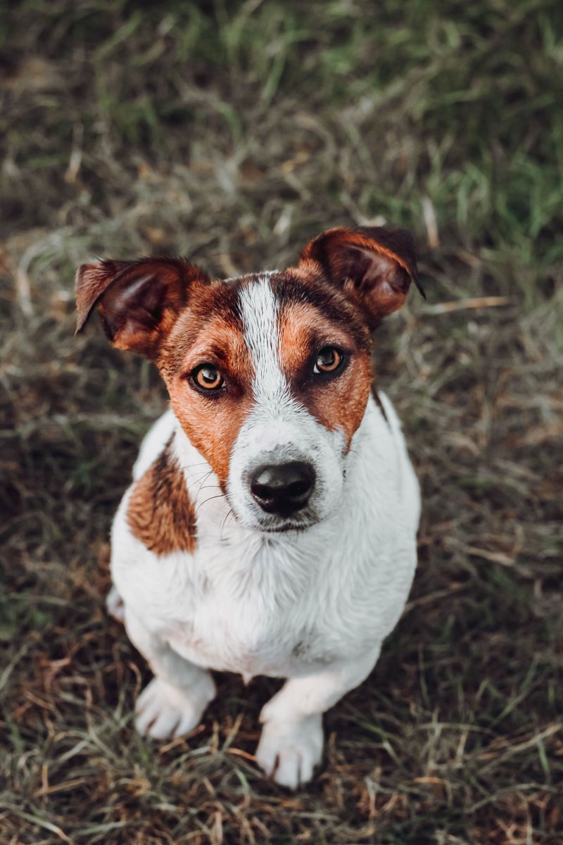 10 dog breeds that live for summer adventures - plus 4 that melt the second it gets hot 11 Jack Russell Terrier