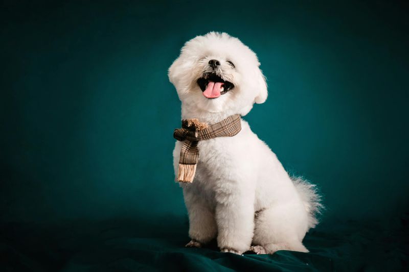 25 Calm and Composed Dog Breeds That Rarely Get Stressed 4 Bichon Frise