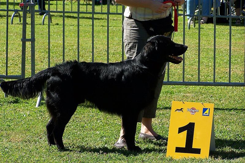Flat-Coated Retriever
