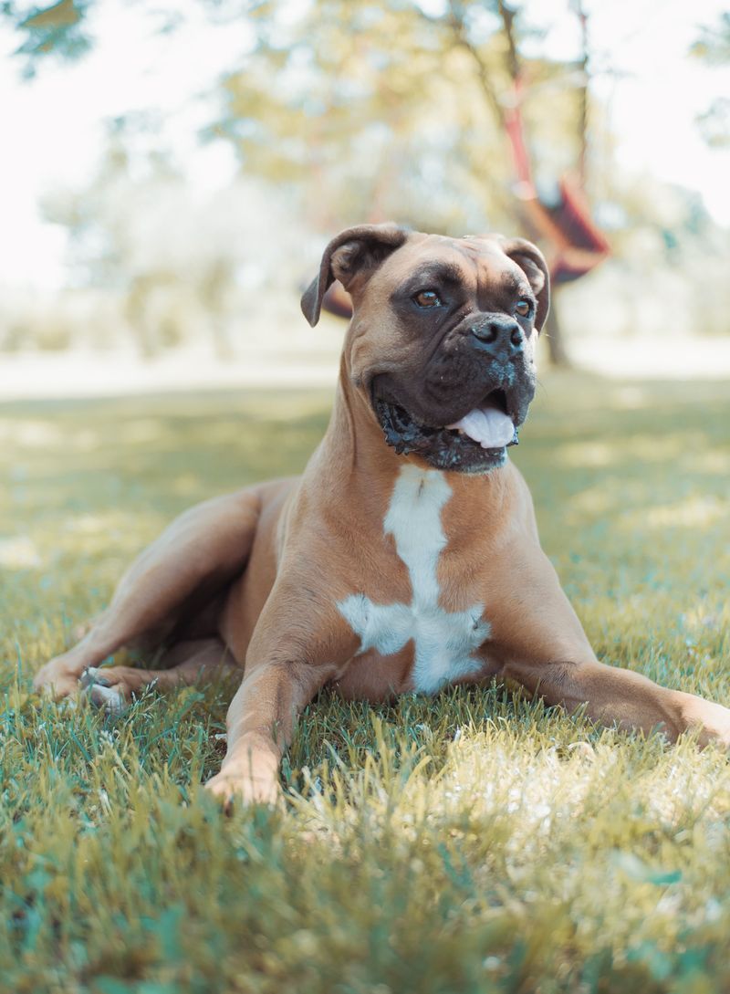 Tiny apartment equals tiny dog? That's one dog-owning rule worth questioning 9 Boxer