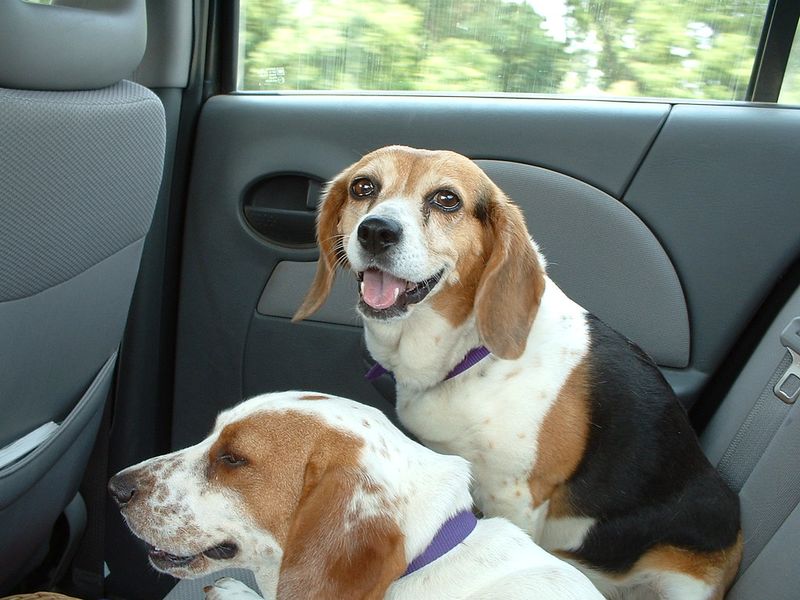 13 dog breeds that often struggle with car rides - plus 3 that absolutely love road trips 13 Beagle