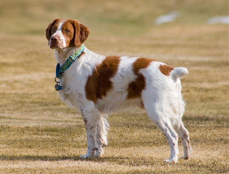 Kooikerhondje