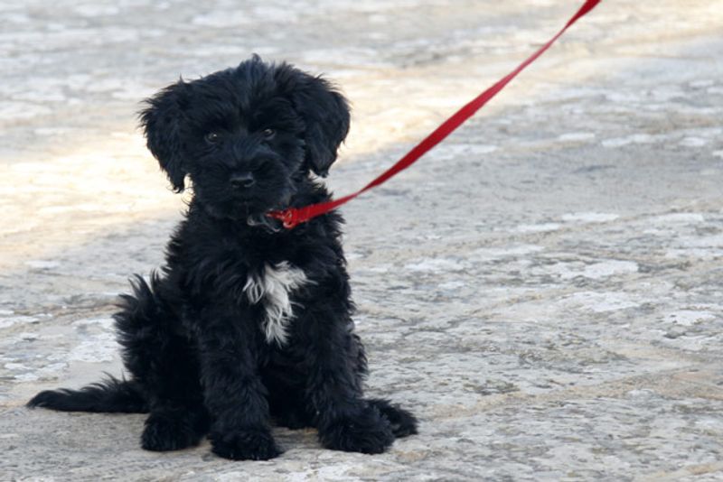 Think you know how your puppy will look? These 10 breeds may surprise you 10 Portuguese Water Dog