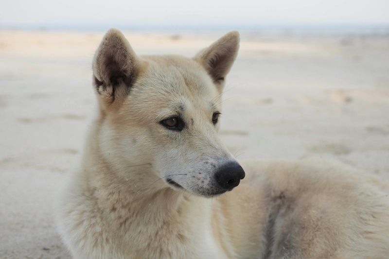 These Dog Breeds Are Showing Surprising Adaptability to Climate Change 11 Canaan Dog