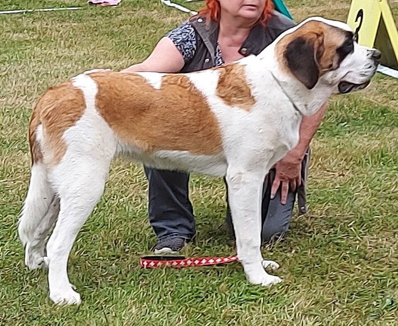 Saint Bernard