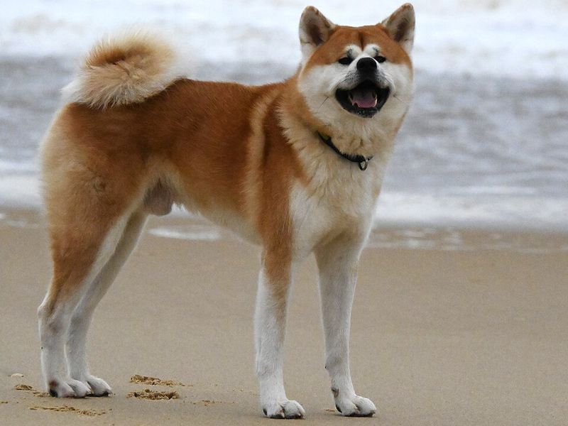 25 Strong-Willed Dog Breeds That Challenge Even Seasoned Owners 3 Akita Inu