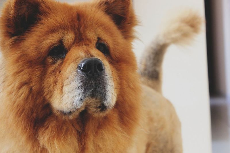 16 Heavy-Shedding Dog Breeds That Shed a Lot (and 10 That Shed Very Little) 10 Chow Chow