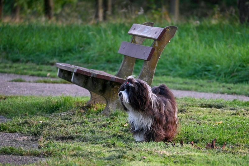 These 14 dogs offer the kind of comfort people never forget 10 Tibetan Terrier