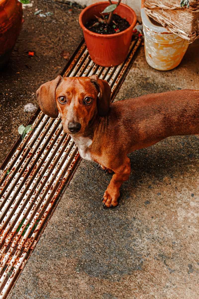 Looking for unwavering devotion? Start with these remarkable dog breeds 12 Dachshund