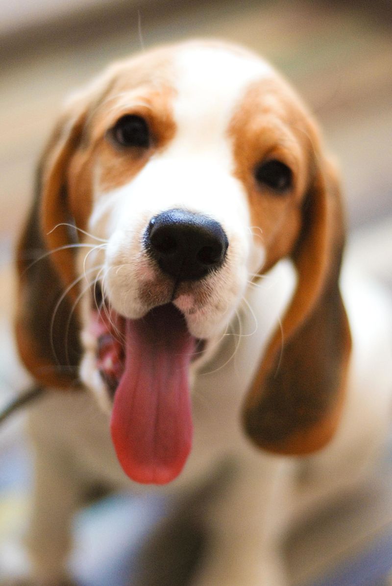 Beagle