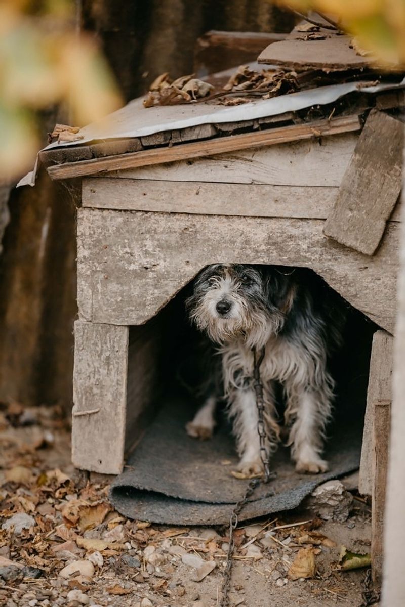 Skip the popular lists - These 11 dog breeds are winning over informed owners 6 Standard Schnauzer