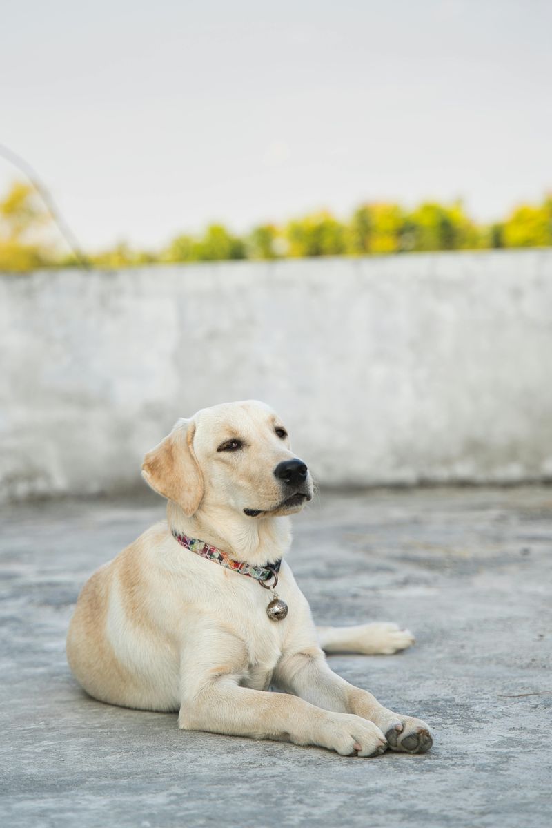 12 perfectly balanced dog breeds that relax beautifully at home and explode with energy outside 3 Labrador Retriever
