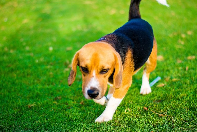 If dog odor is your biggest concern, these 12 dog breeds deserve a closer look 7 Beagle
