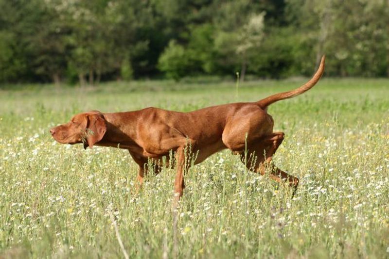 Looking for unwavering devotion? Start with these remarkable dog breeds 3 Vizsla