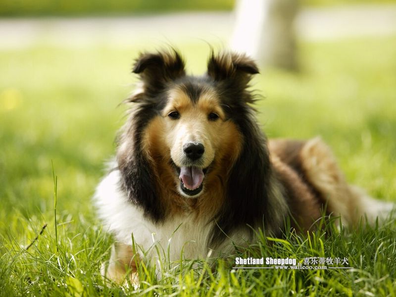 Owners who value consistency often return to these dog breeds again and again 5 Shetland Sheepdog