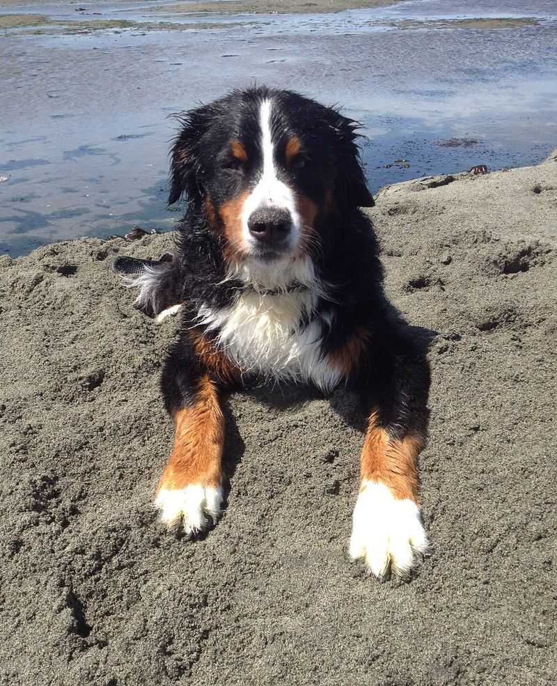 Bernese Mountain Dog