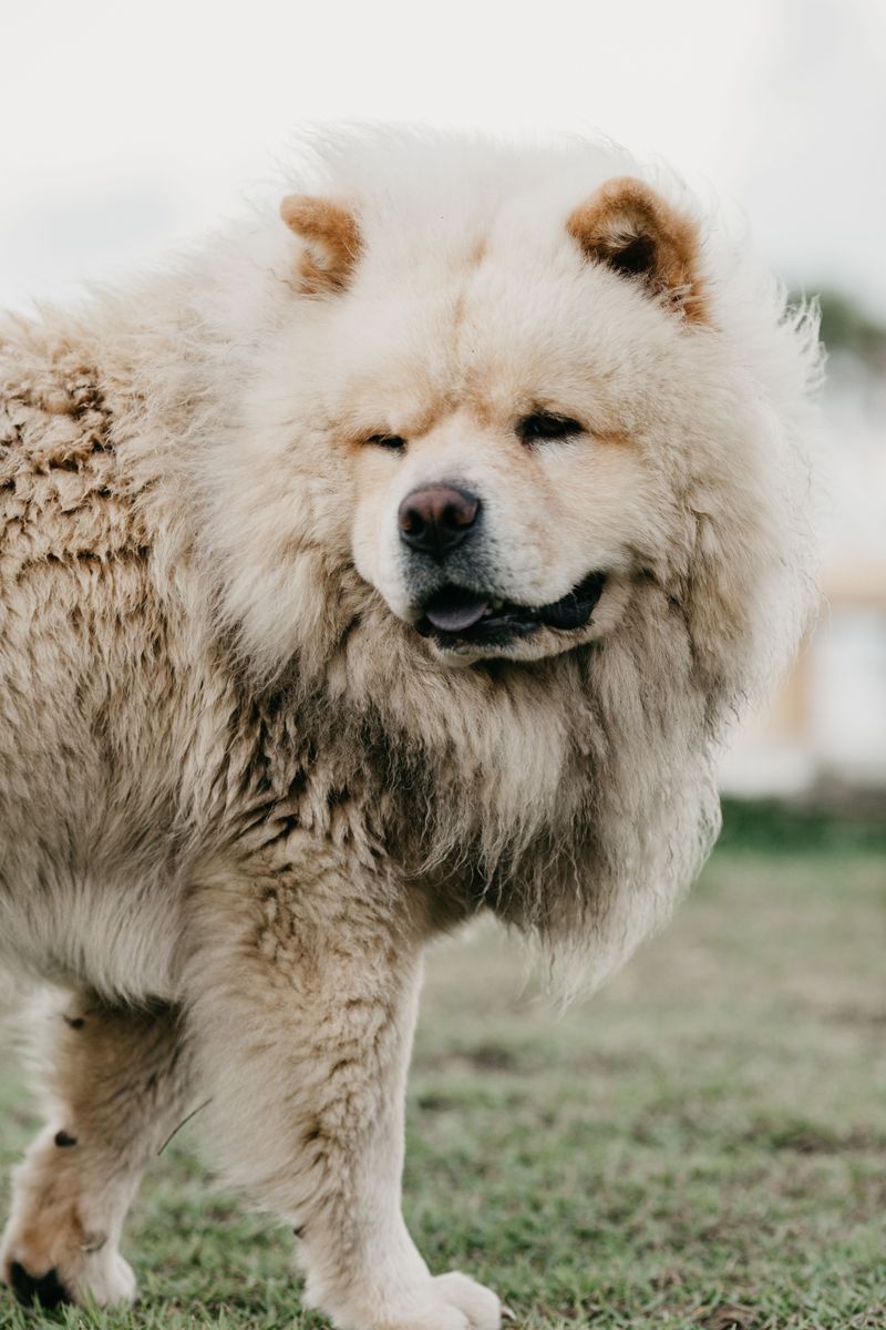 Once these 12 dog breeds decide you're their person, winning their trust becomes a lifelong responsibility 3 Chow Chow