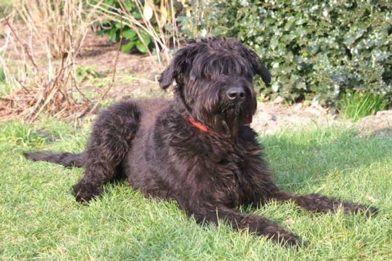 Getting into their heart may take patience - Once you're there, these dog breeds rarely treat you like a temporary guest 10 Giant Schnauzer