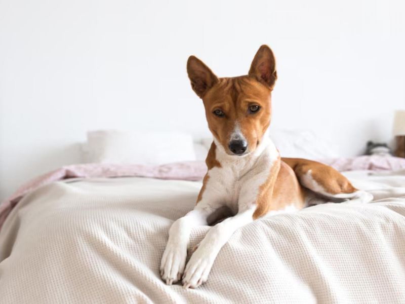 25 Dog Breeds That Need Extra Care in Cold Weather 14 Basenji