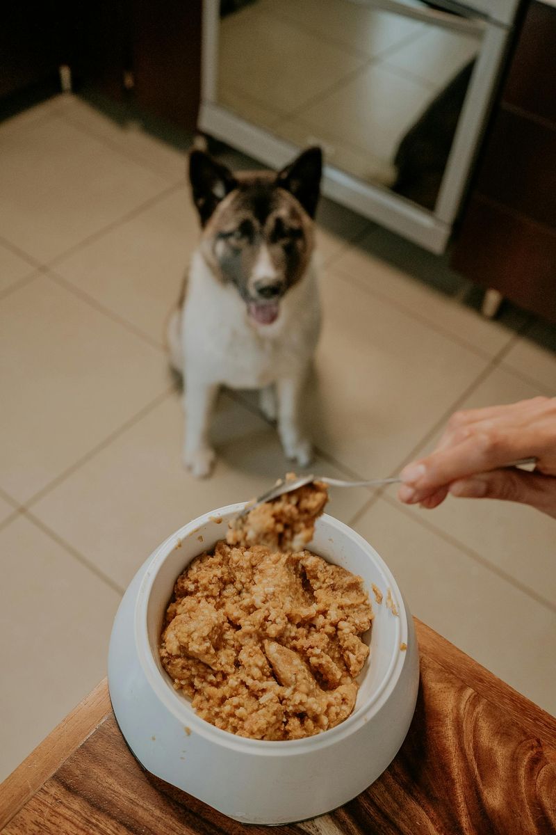 14 Everyday Moments That Show Why Dogs Are Such Close Companions 6 Shared Meals and Kitchen Company