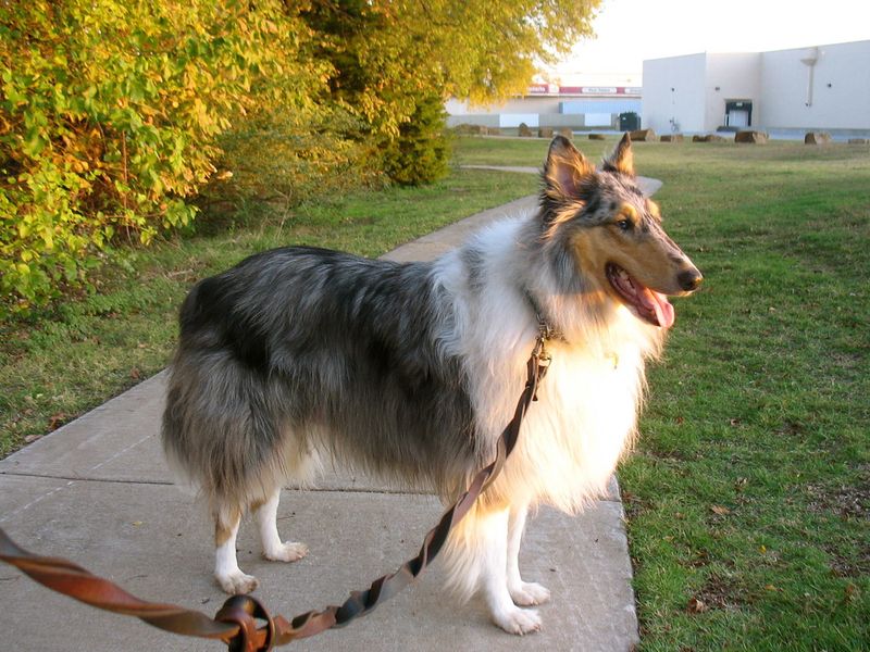 Collie