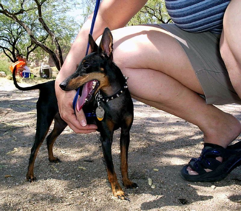 Manchester Terrier
