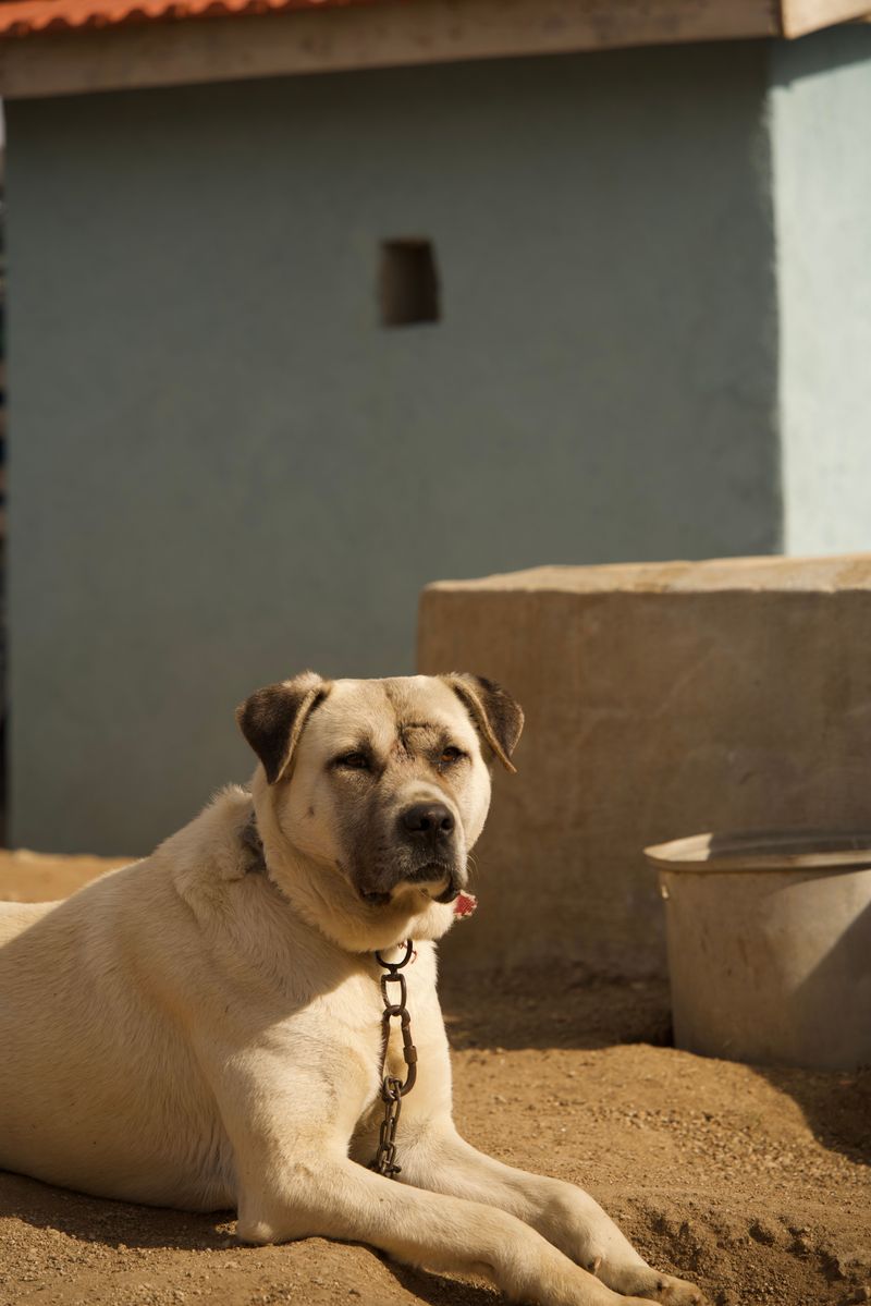Kangal