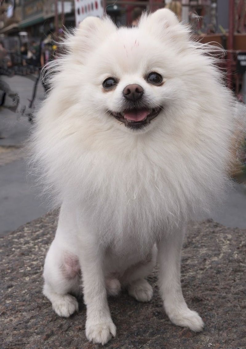 Pomeranian