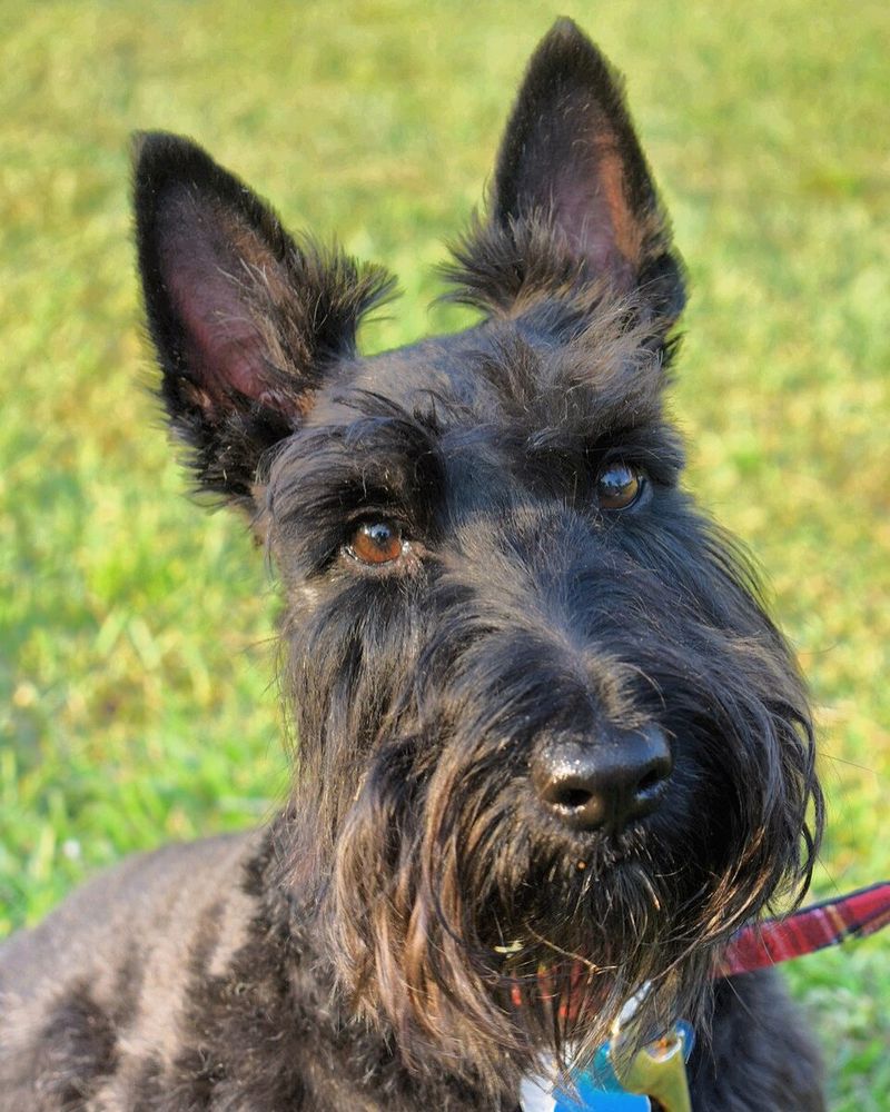 They'll happily share your day - but these dog breeds don't need to control every minute of it 3 Scottish Terrier -