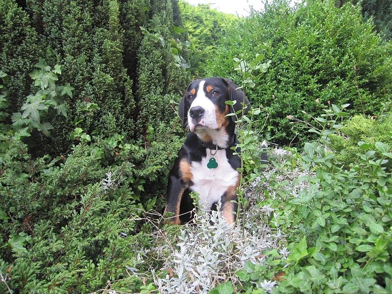 Greater Swiss Mountain Dog