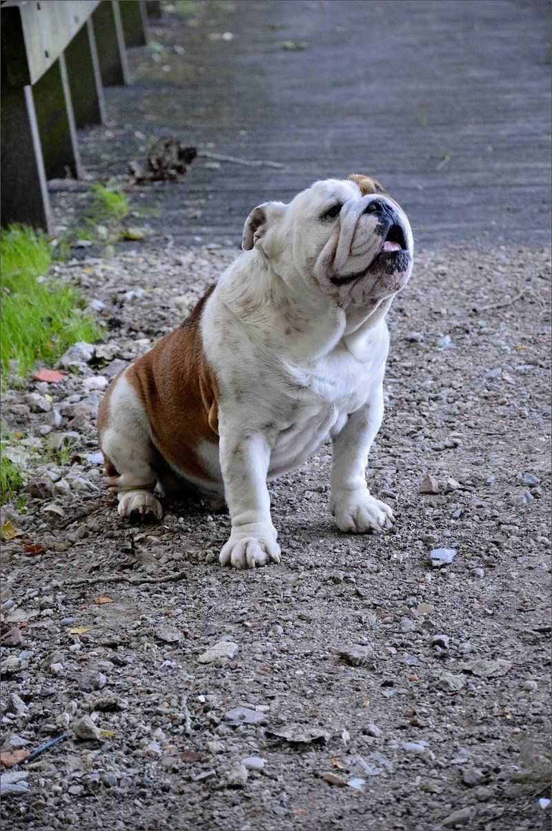 26 Dog Breeds Recognized for Their Unmistakable Vocalizations 6 Bulldog