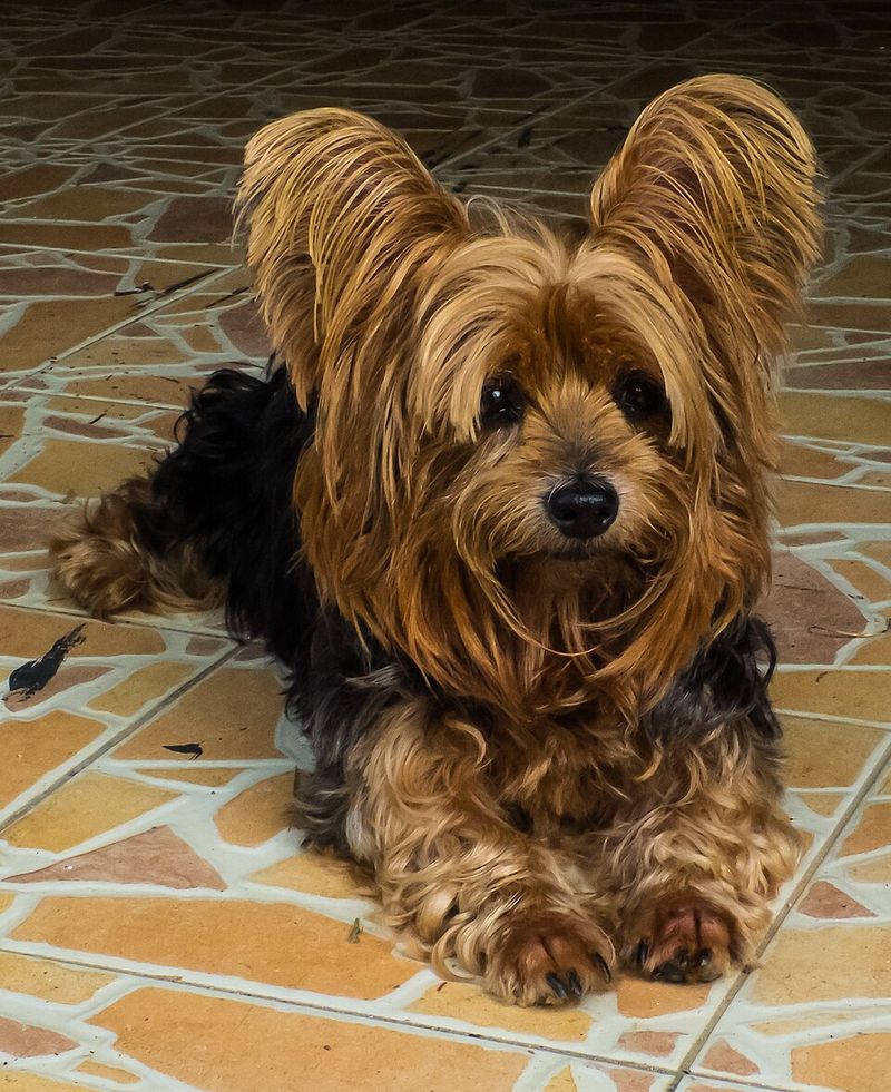 These small dog breeds can be especially prone to dental problems as they age 2 Yorkshire Terrier