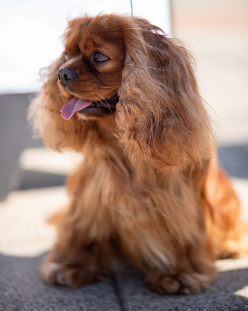 Getting a great photo can feel almost effortless with these naturally camera-friendly dogs 11 Cavalier King Charles Spaniel - tender-hearted muse