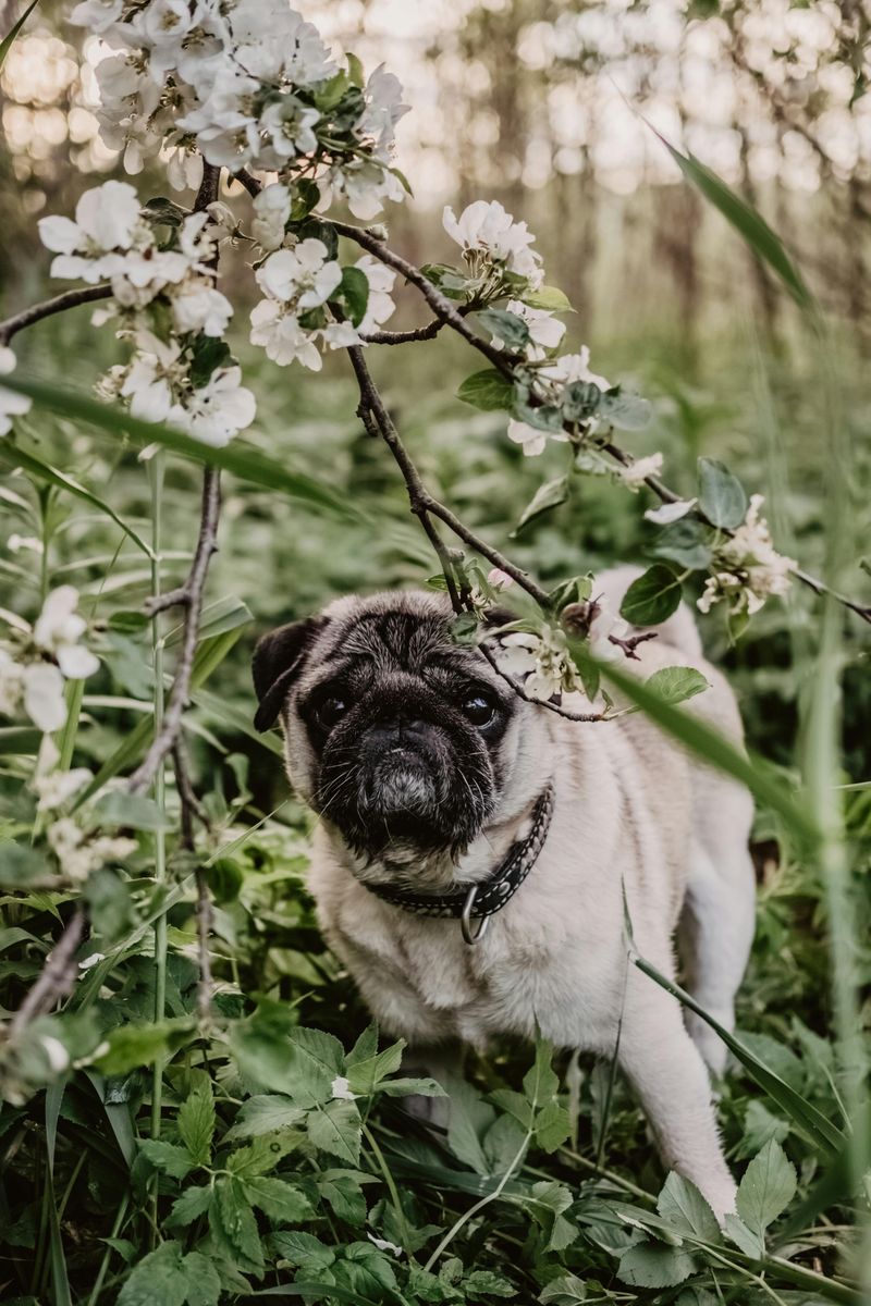 Living alone? These 14 dog breeds are the perfect match for your lifestyle 4 Pug
