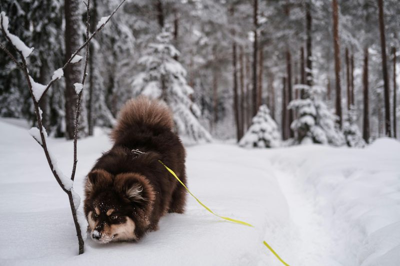 Finnish Lapphund