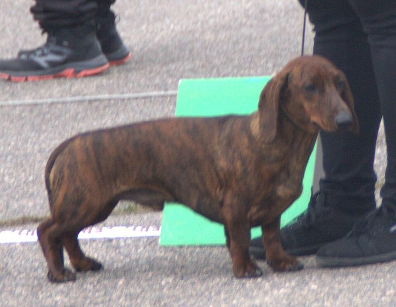 These dog breeds have a way of turning an ordinary homecoming into the biggest event of the day 5 Dachshund