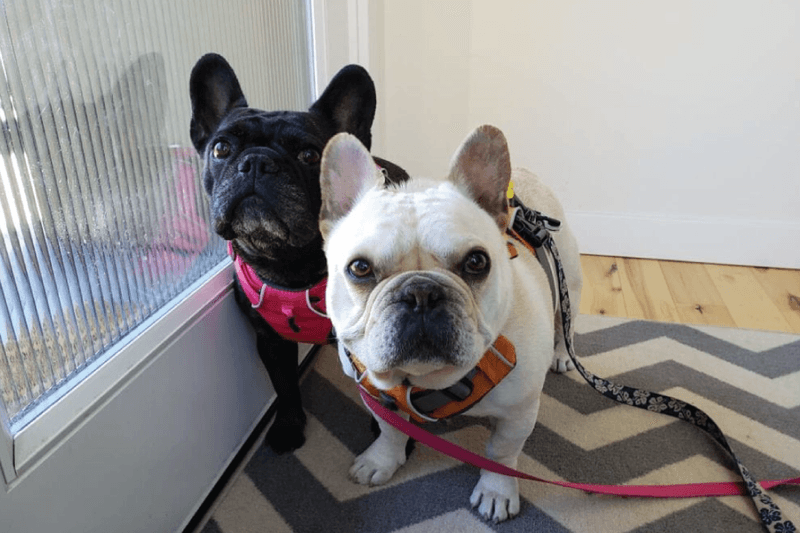 14 popular dog breeds that prove beauty alone is never enough plus 2 breeds that prove character matters more than appearance 4 French Bulldog