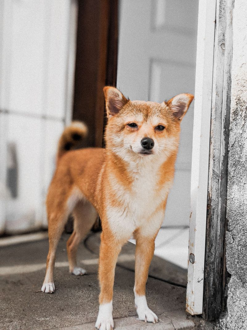 Want a dog that makes you think too? These clever breeds can keep their owners mentally involved 8 Shiba Inu - the sly minimalist