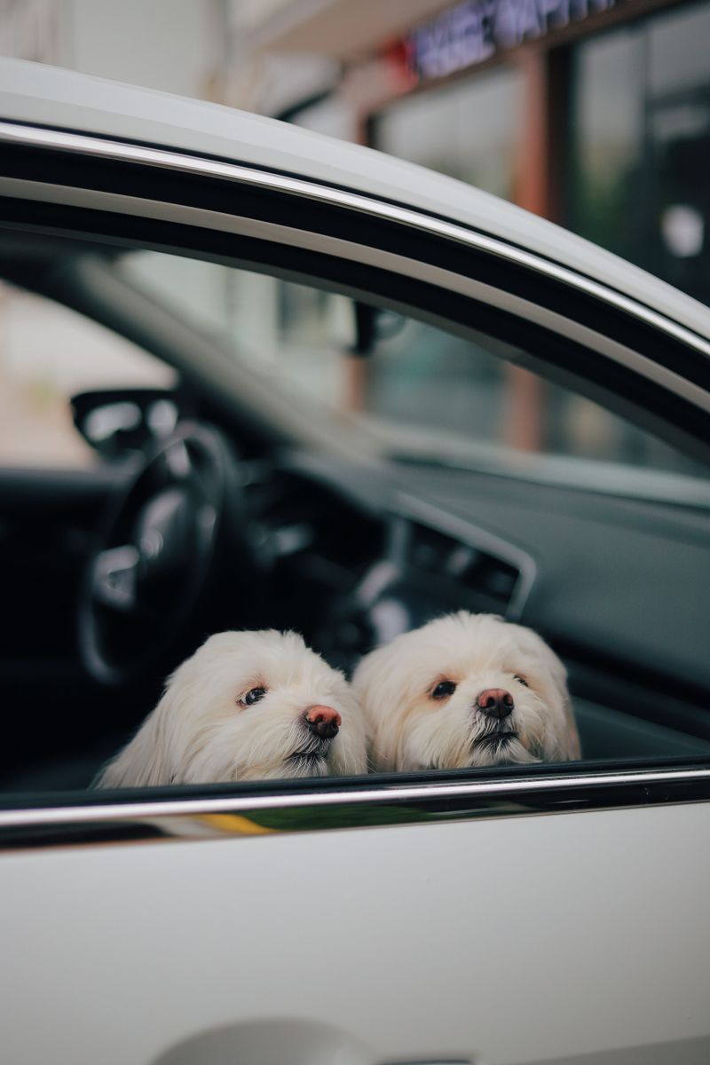 Your dog may dislike the car for reasons that are easier to fix than you think 6 Poor ventilation