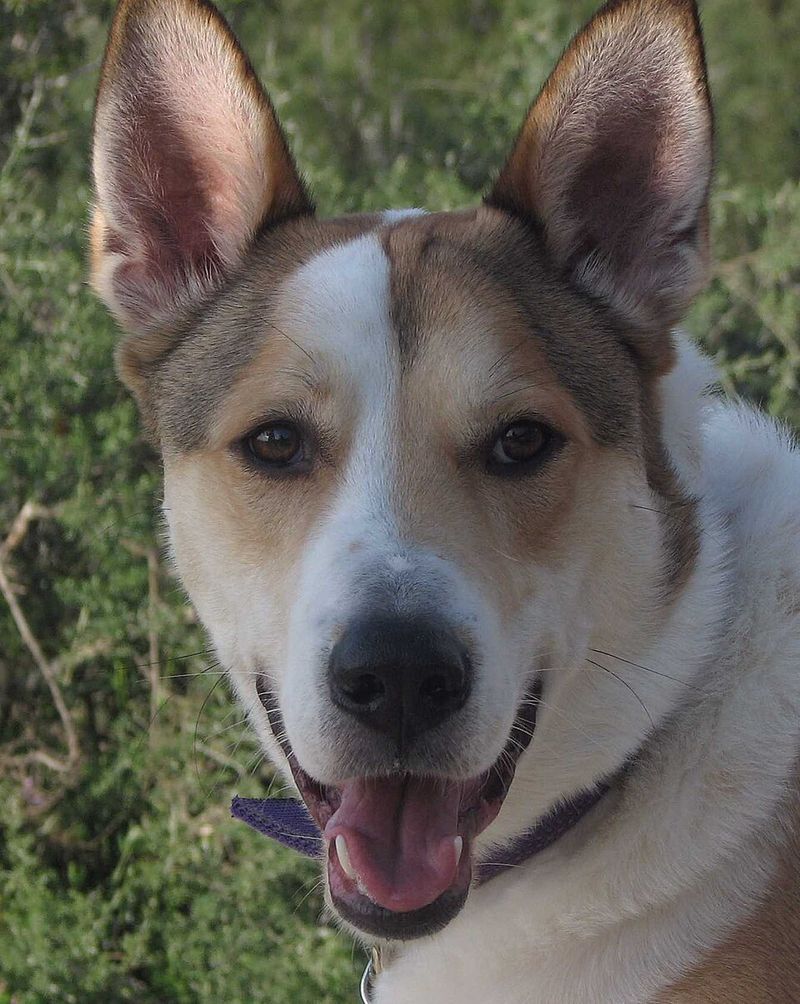 Canaan Dog