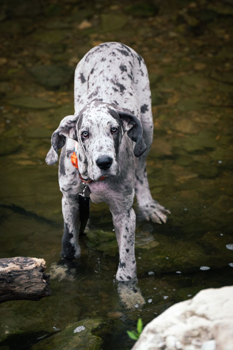The biggest surprises about giant dog breeds usually happen after adoption 2 Great Dane