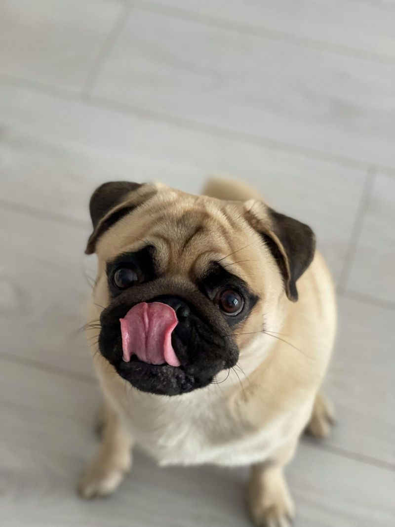 Pug