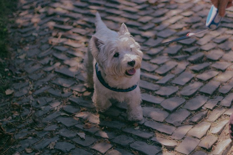 These dog breeds can develop skin problems that owners sometimes mistake for simple flea irritation - Until the real cause appears 8 West Highland White Terrier