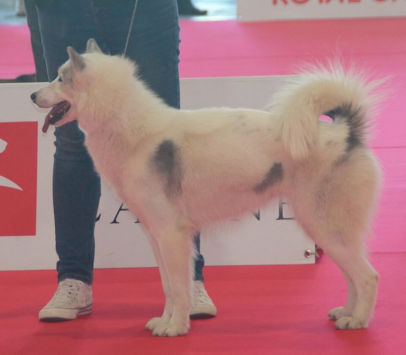 Canadian Eskimo Dog