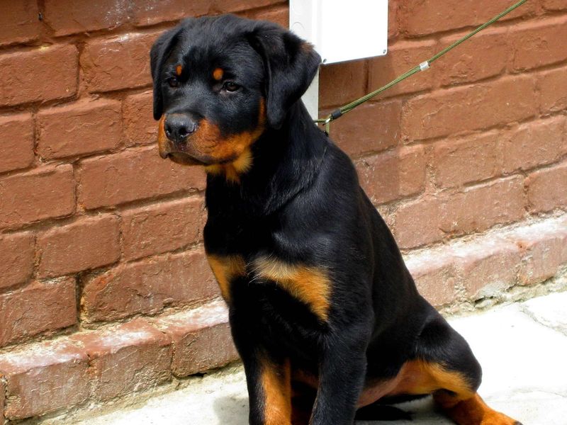 18 Adorably Sweet Dog Breeds That Are Wrongly Labeled as Trouble 5 Rottweiler