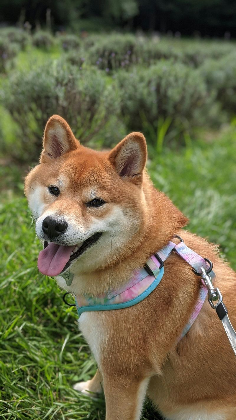 14 Dog Breeds That Think the Mail Carrier Is Their Greatest Rival 13 Shiba Inu
