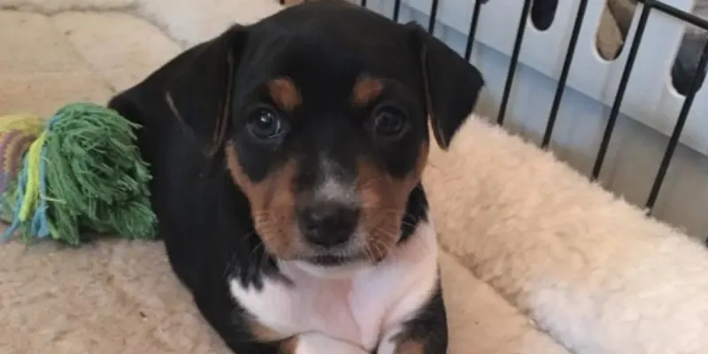 Changes in Body Temperature