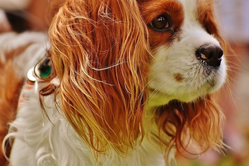 27 Low-Stress Dog Breeds That Thrive in Peaceful Homes 7 Cavalier King Charles Spaniel
